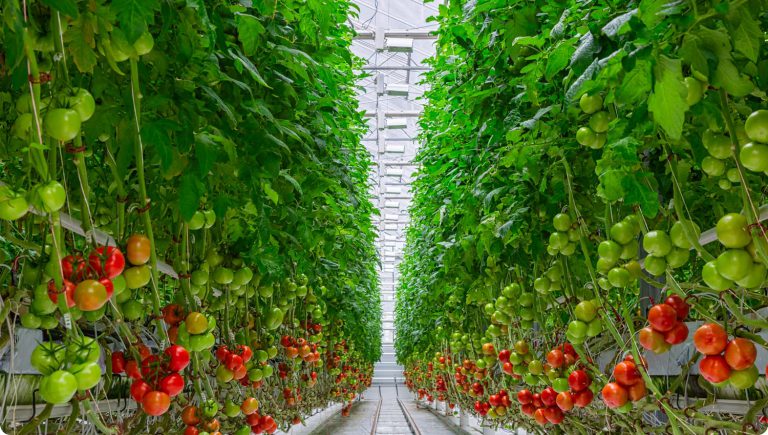 Rivenhall Low Carbon Greenhouse