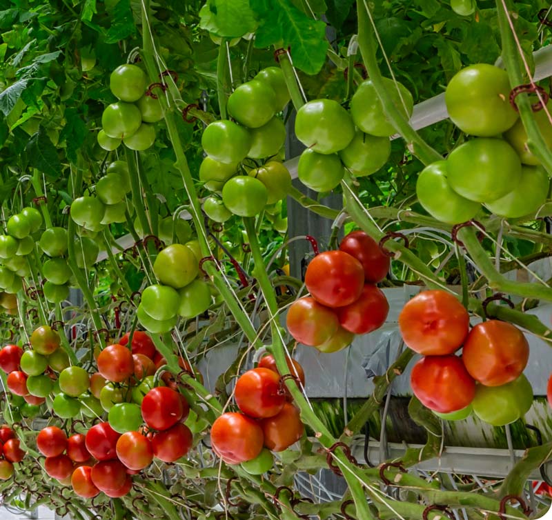 Ripening Tomatoes